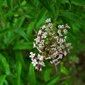 Organic Lemon Verbena Live Plant - Culinary Herb - Starter Plant 2.5x3.5 Inch Pot - Image 5