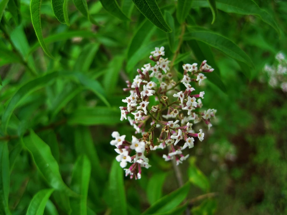 Organic Lemon Verbena Live Plant - Culinary Herb - Starter Plant 2.5x3.5 Inch Pot - Image 5