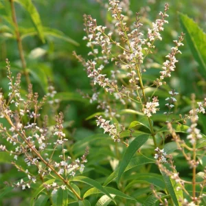 Organic Lemon Verbena Live Plant - Culinary Herb - Starter Plant 2.5x3.5 Inch Pot - Image 6