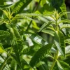 Organic Lemon Verbena Live Plant - Culinary Herb - Starter Plant 2.5x3.5 Inch Pot - Image 1