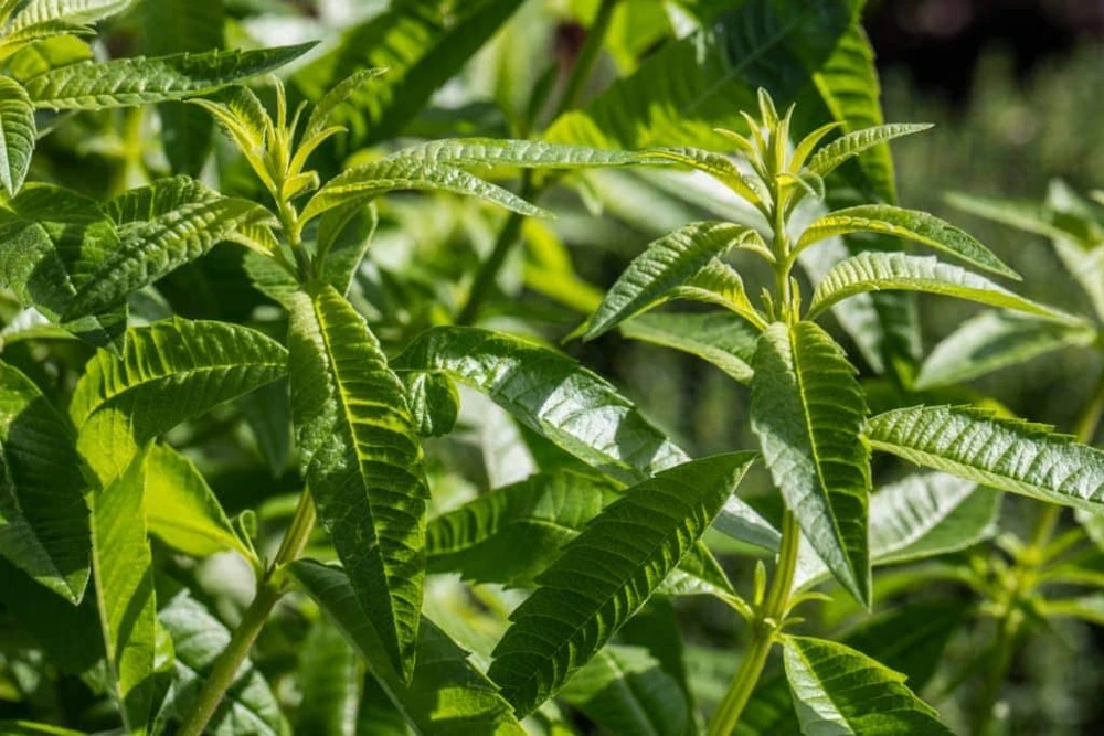 Organic Lemon Verbena Live Plant - Culinary Herb - Starter Plant 2.5x3.5 Inch Pot - Image 1