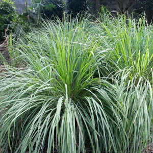 Organic Lemongrass Live Plant Starter - Herb, 4-8