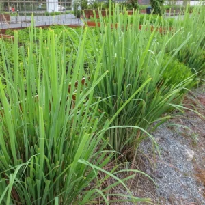 Organic Lemongrass Live Plant Starter - Herb, 4-8