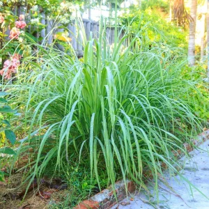 Organic Lemongrass Live Plant Starter - Herb, 4-8" Tall in 2.5" Pot - Image 1