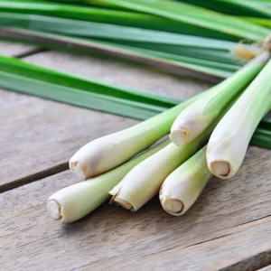 Organic Lemongrass Live Plant Starter - Herb, 4-8