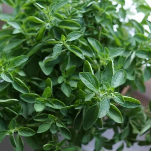 Organic Oregano Live Starter Plant - Origanum vulgare Herb - 3-6