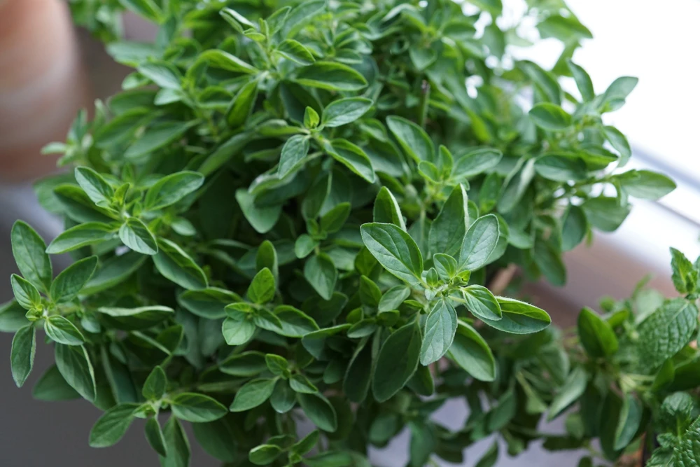 Organic Oregano Live Starter Plant - Origanum vulgare Herb - 3-6" Tall - 2.5"x3.5" Pot - Image 2