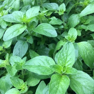 Organic Oregano Live Starter Plant - Origanum vulgare Herb - 3-6