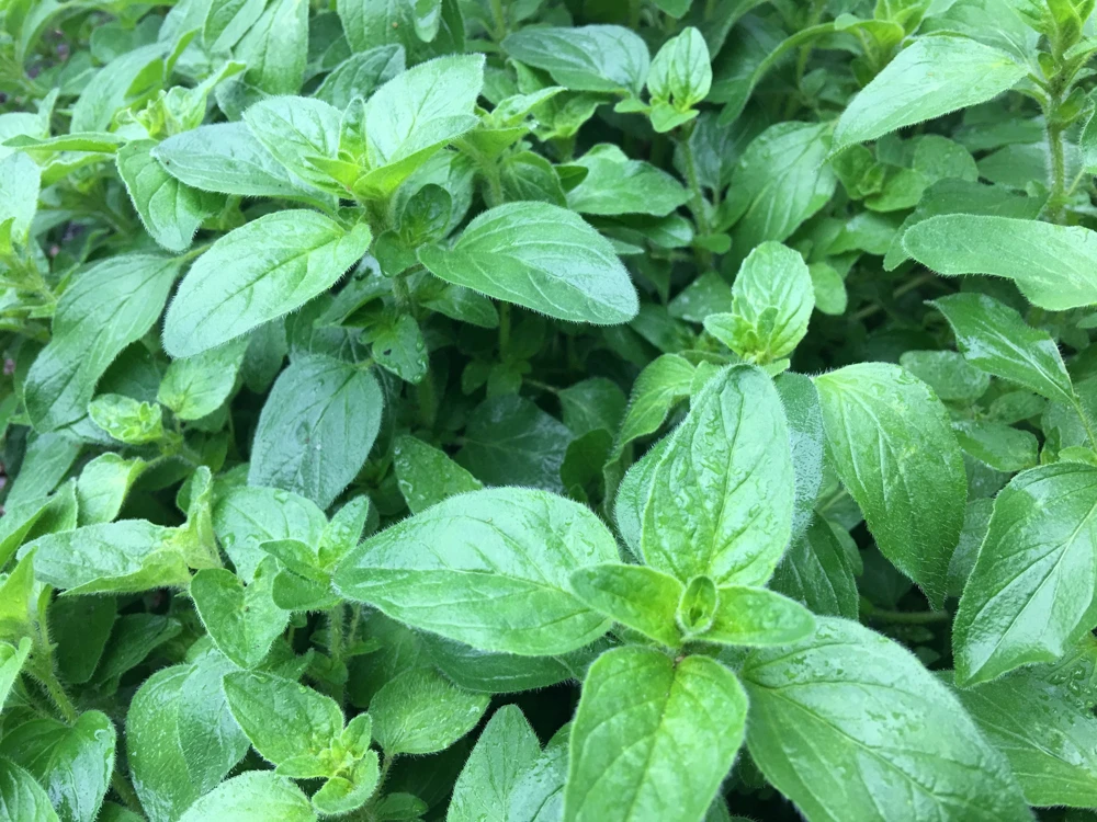 Organic Oregano Live Starter Plant - Origanum vulgare Herb - 3-6" Tall - 2.5"x3.5" Pot - Image 3