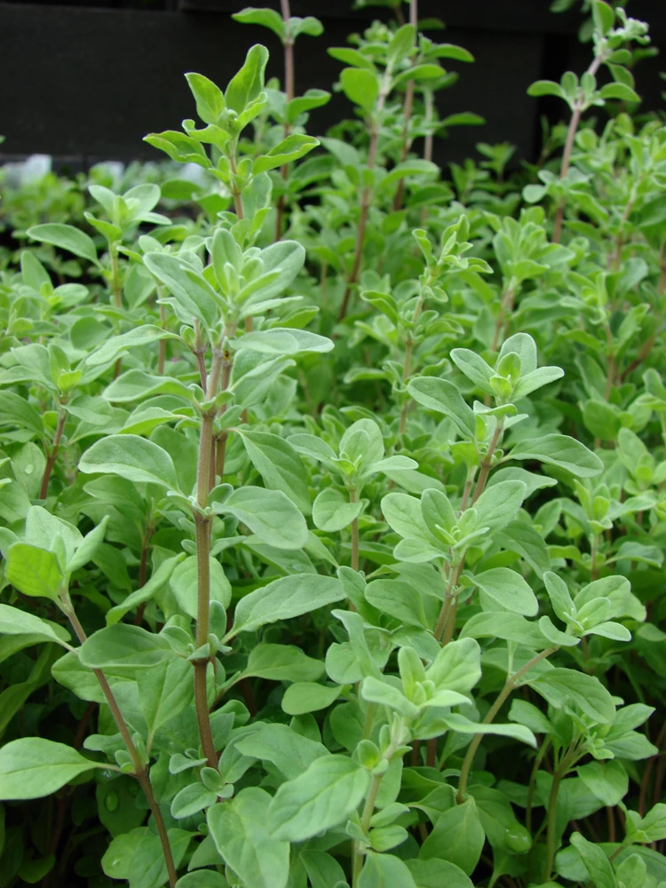 Organic Oregano Live Starter Plant - Origanum vulgare Herb - 3-6" Tall - 2.5"x3.5" Pot - Image 1