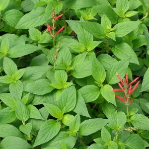 Organic Pineapple Sage Live Plant - Salvia elegans Starter - 4-8 inch Tall - Image 3