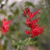 Organic Pineapple Sage Live Plant - Salvia elegans Starter - 4-8 inch Tall - Image 1