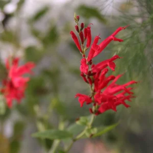 Organic Pineapple Sage Live Plant - Salvia elegans Starter - 4-8 inch Tall - Image 1