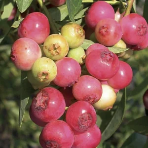 Organic Pink Lemonade Blueberry Live Plant – 2.5x3.5in Pot – Outdoor Edible - Image 3