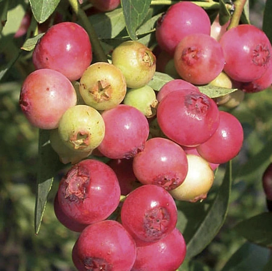 Organic Pink Lemonade Blueberry Live Plant – 2.5x3.5in Pot – Outdoor Edible - Image 3