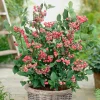 Organic Pink Lemonade Blueberry Live Plant – 2.5x3.5in Pot – Outdoor Edible - Image 1