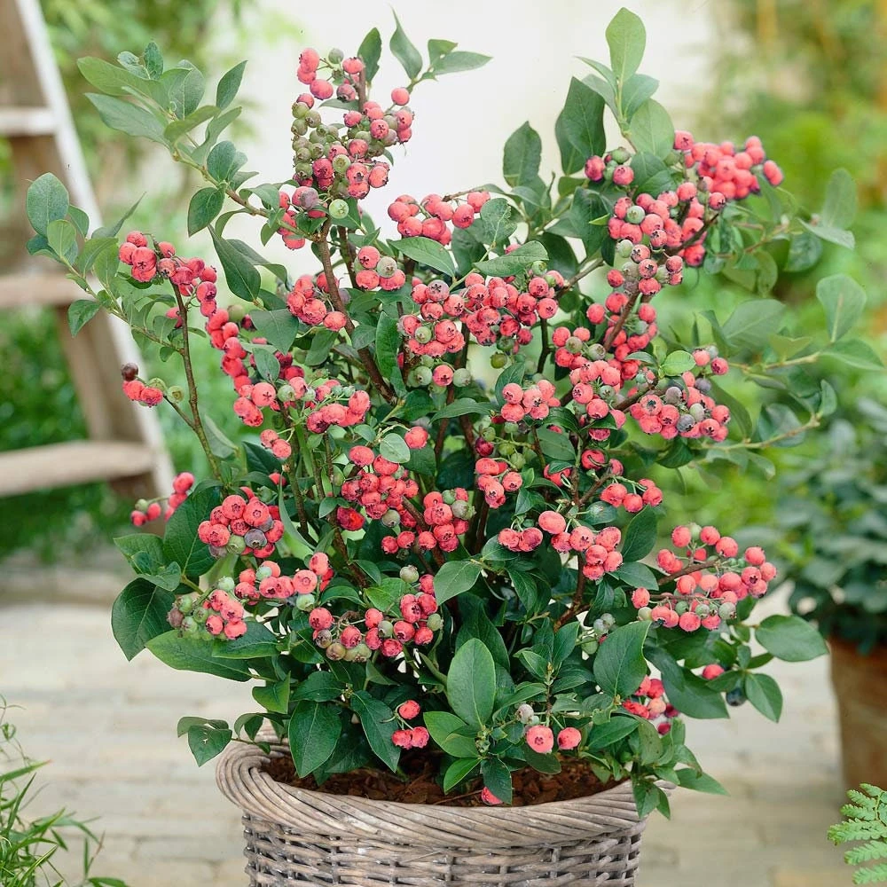 Organic Pink Lemonade Blueberry Live Plant – 2.5x3.5in Pot – Outdoor Edible - Image 1