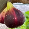 Organic Purple Fig Plant Seedling - Live Fruit Tree, 6 inch Pot, Outdoor - Image 1