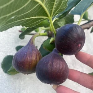 Organic Purple Fig Plant Seedling - Live Fruit Tree, 6 inch Pot, Outdoor - Image 2
