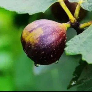 Organic Purple Fig Plant Seedling - Live Fruit Tree, 6 inch Pot, Outdoor - Image 3