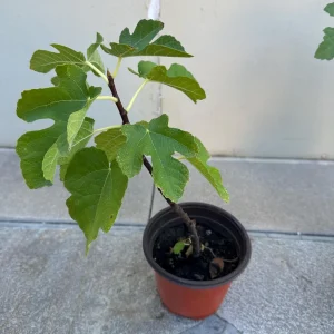 Organic Purple Fig Plant Seedling - Live Fruit Tree, 6 inch Pot, Outdoor - Image 4
