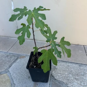 Organic Purple Fig Plant Seedling - Live Fruit Tree, 6 inch Pot, Outdoor - Image 5