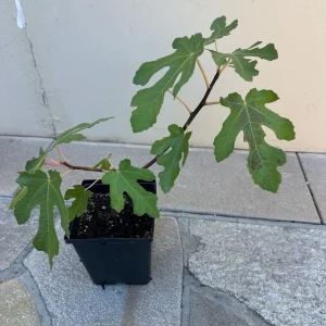 Organic Purple Fig Plant Seedling - Live Fruit Tree, 6 inch Pot, Outdoor - Image 6