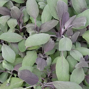 Organic Purple Garden Sage Live Plant - Salvia officinalis 'Purpurascens' - Culinary Herb - Starter Plant 3-6