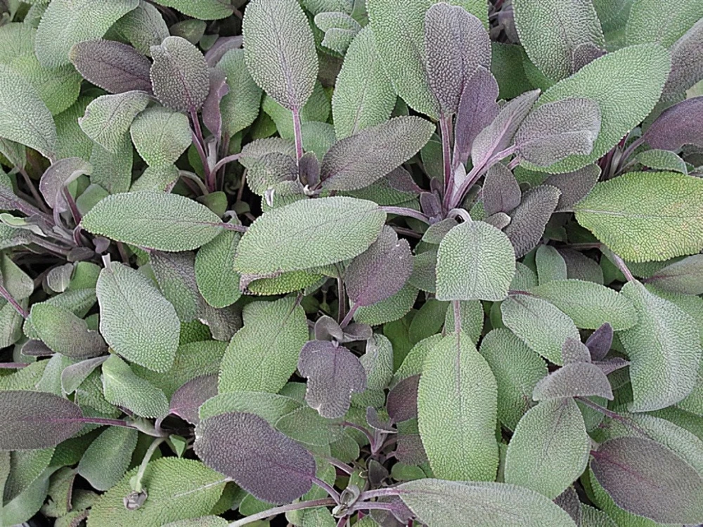 Organic Purple Garden Sage Live Plant - Salvia officinalis 'Purpurascens' - Culinary Herb - Starter Plant 3-6" - Image 2