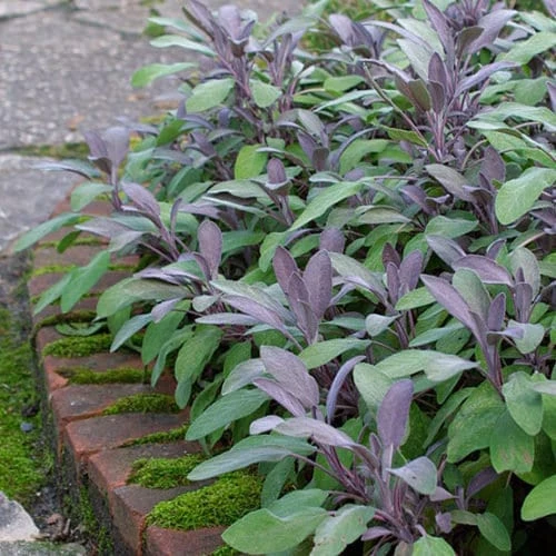Organic Purple Garden Sage Live Plant - Salvia officinalis 'Purpurascens' - Culinary Herb - Starter Plant 3-6" - Image 3