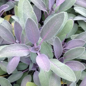 Organic Purple Garden Sage Live Plant - Salvia officinalis 'Purpurascens' - Culinary Herb - Starter Plant 3-6" - Image 1