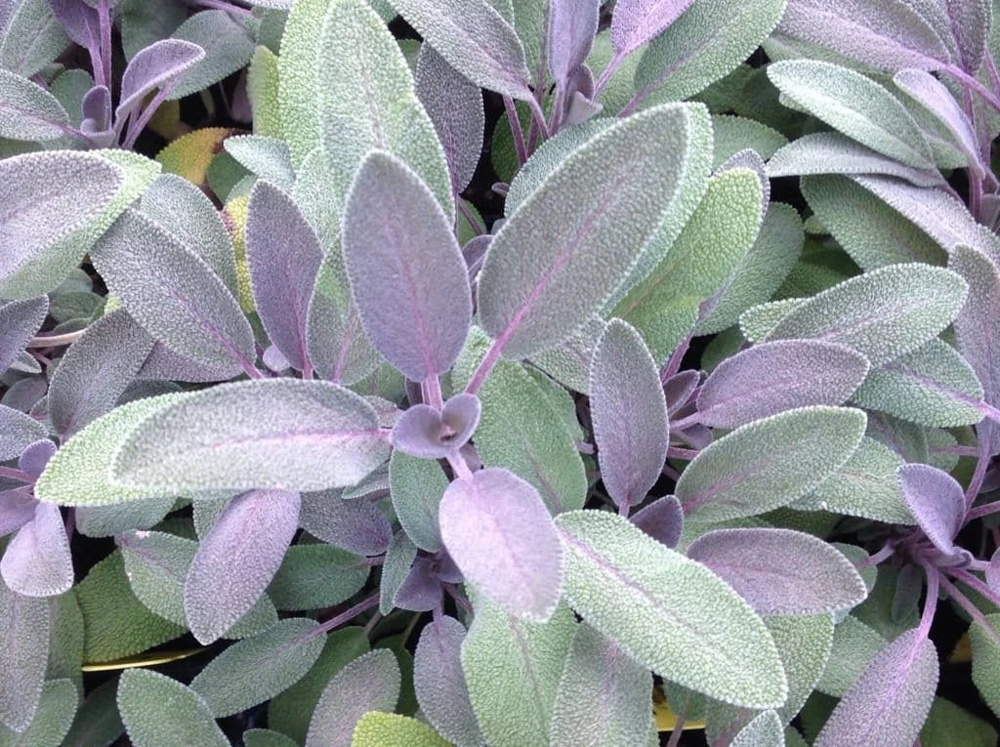 Organic Purple Garden Sage Live Plant - Salvia officinalis 'Purpurascens' - Culinary Herb - Starter Plant 3-6" - Image 1