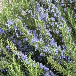 Organic Rosemary Herb Plant Cuttings - 7 Live Fresh Unrooted 6