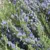 Organic Rosemary Herb Plant Cuttings - 7 Live Fresh Unrooted 6" Edible - Image 1