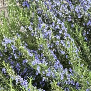 Organic Rosemary Herb Plant Cuttings - 7 Live Fresh Unrooted 6