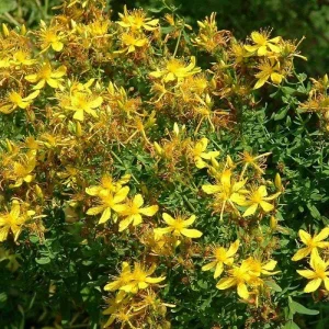 Organic St. John's Wort 'Topaz' Live Starter Plant - 2.5