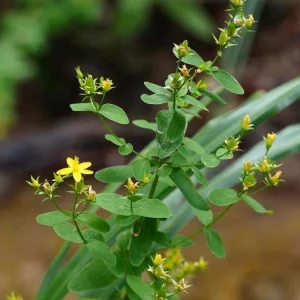 Organic St. John's Wort 'Topaz' Live Starter Plant - 2.5