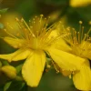 Organic St. John's Wort 'Topaz' Live Starter Plant - 2.5"x3.5" Pot - Herbal - Image 1