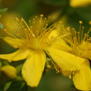 Organic St. John's Wort 'Topaz' Live Starter Plant - 2.5"x3.5" Pot - Herbal - Image 1