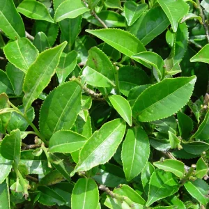 Organic Tea Plant Live Starter - Camellia sinensis Large Leaf 6-10” Tall - Image 2