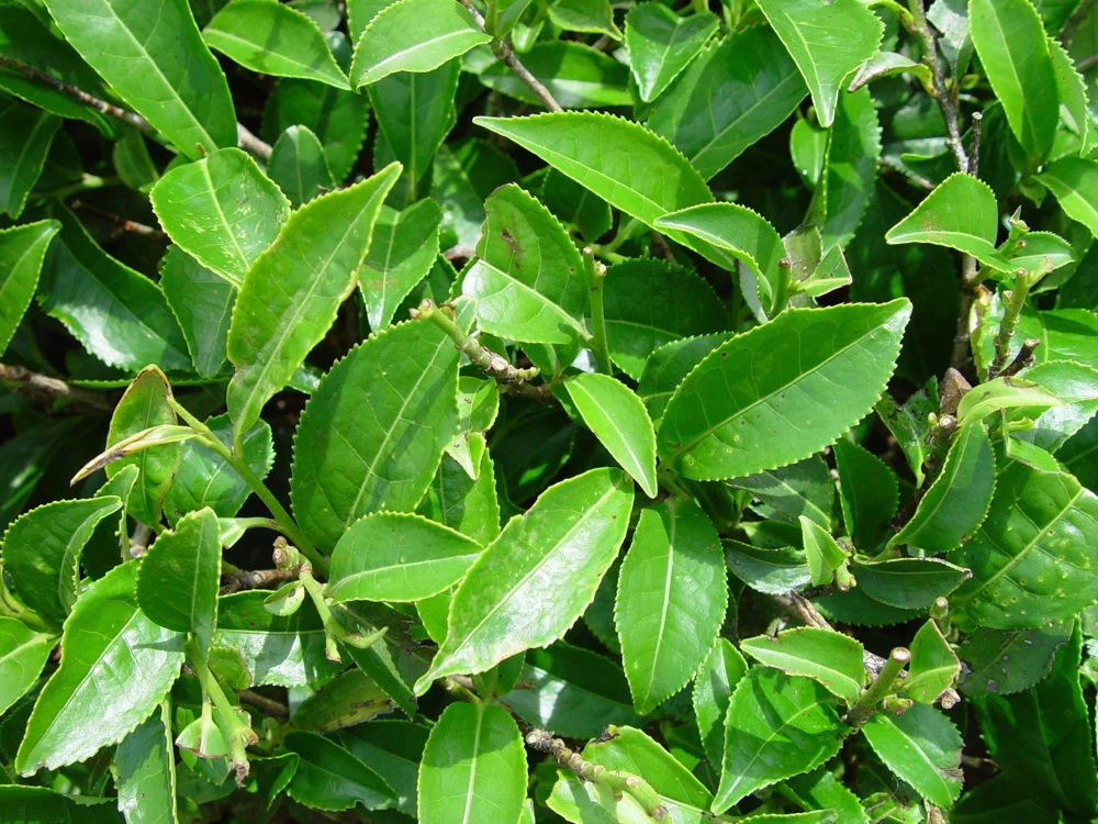 Organic Tea Plant Live Starter - Camellia sinensis Large Leaf 6-10” Tall - Image 2