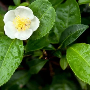 Organic Tea Plant Live Starter - Camellia sinensis Large Leaf 6-10” Tall - Image 3