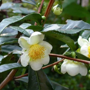 Organic Tea Plant Live Starter - Camellia sinensis Large Leaf 6-10” Tall - Image 1