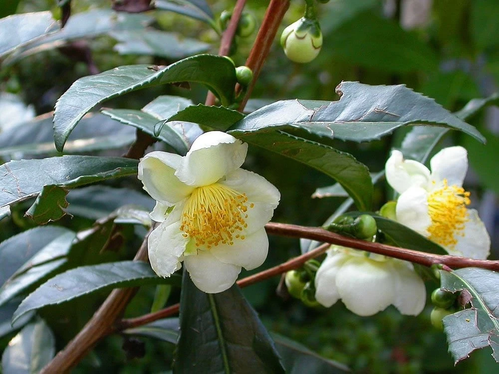 Organic Tea Plant Live Starter - Camellia sinensis Large Leaf 6-10” Tall - Image 1