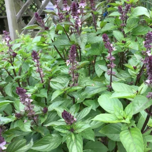 Organic Thai Basil 'Siam Queen' Live Starter Plant - Herb - 6-8 inch, 2.5x3.5 inch Pot - Image 2