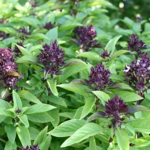 Organic Thai Basil 'Siam Queen' Live Starter Plant - Herb - 6-8 inch, 2.5x3.5 inch Pot - Image 3