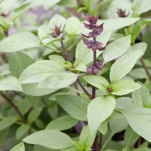 Organic Thai Basil 'Siam Queen' Live Starter Plant - Herb - 6-8 inch, 2.5x3.5 inch Pot - Image 1