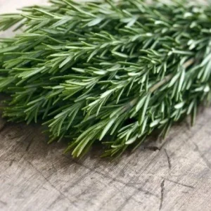 Organic Tuscan Blue Rosemary Live Plant – Herb – 2.5