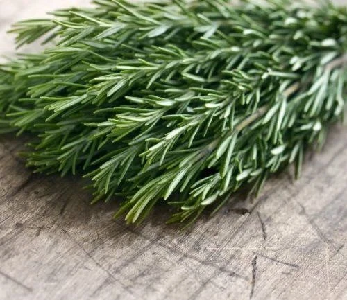 Organic Tuscan Blue Rosemary Live Plant – Herb – 2.5"x3.5" Pot – Outdoor - Image 2
