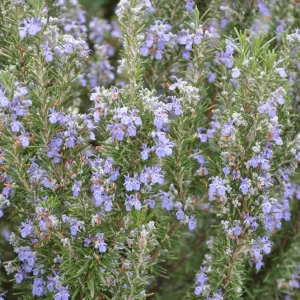 Organic Tuscan Blue Rosemary Live Plant – Herb – 2.5